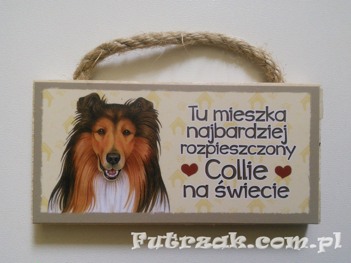 Tabliczka z magnesem-Collie Tabliczka z magnesem-Collie